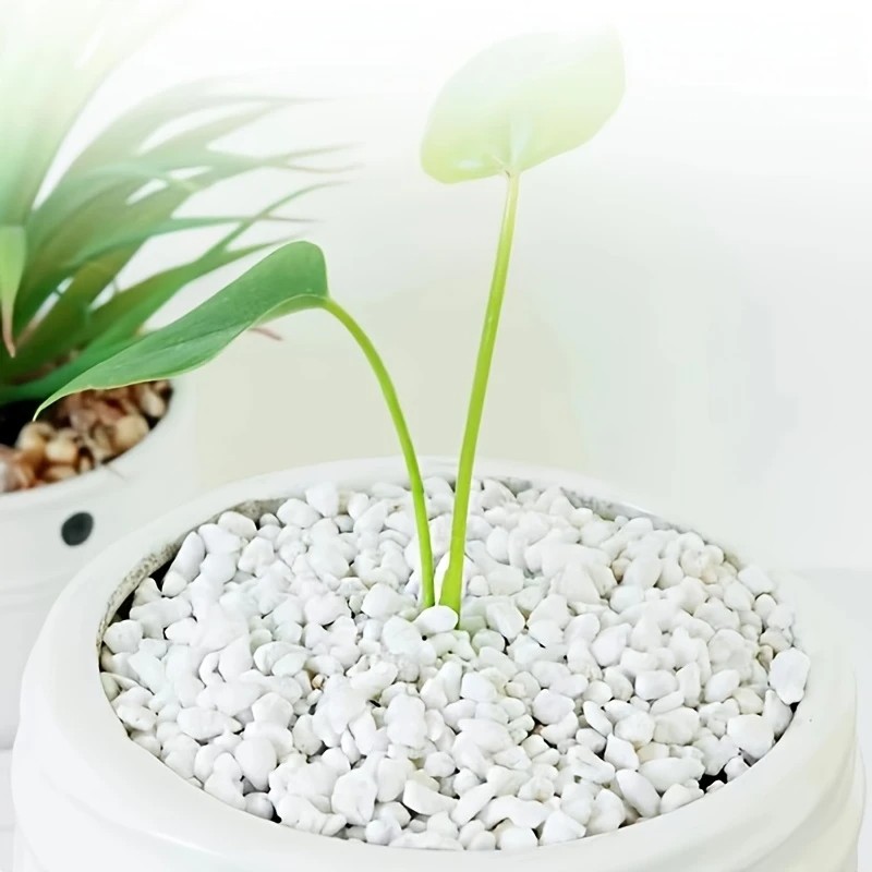 Pet Beds - 1l de alta qualidade perlite suculenta