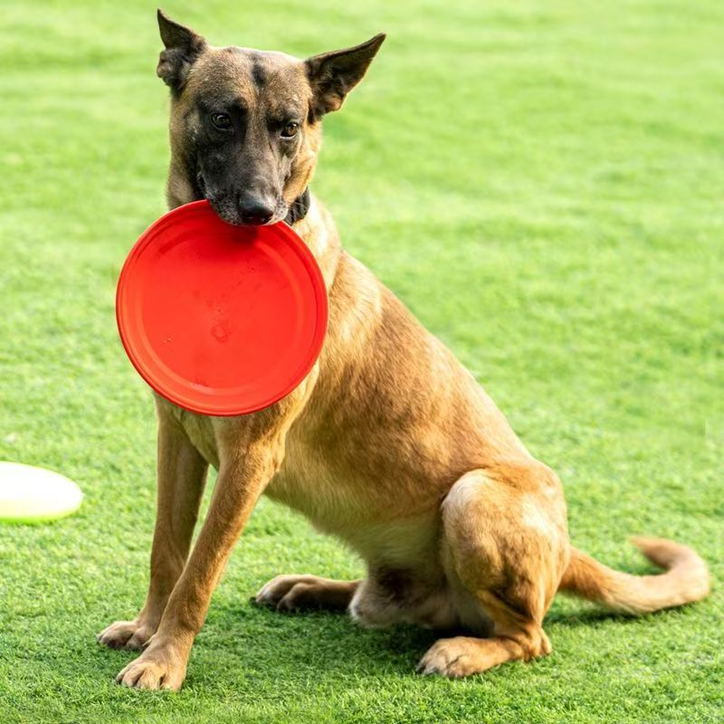 Frisbee de Plástico Rígido par - Flying Disc Dog Training Toy avaliação e preço