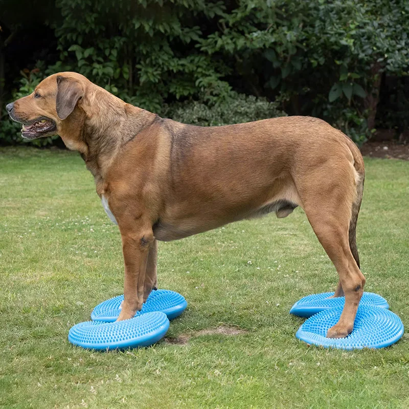 Balance Flying Saucer para Ani - Flying Disc Dog Training Toy avaliação e preço