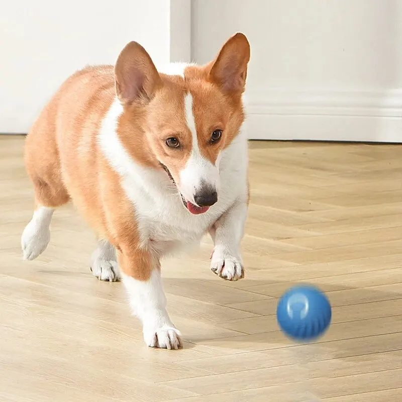 Bola Interativa Elétrica com C - Automatic Moving Dog Ball avaliação e preço
