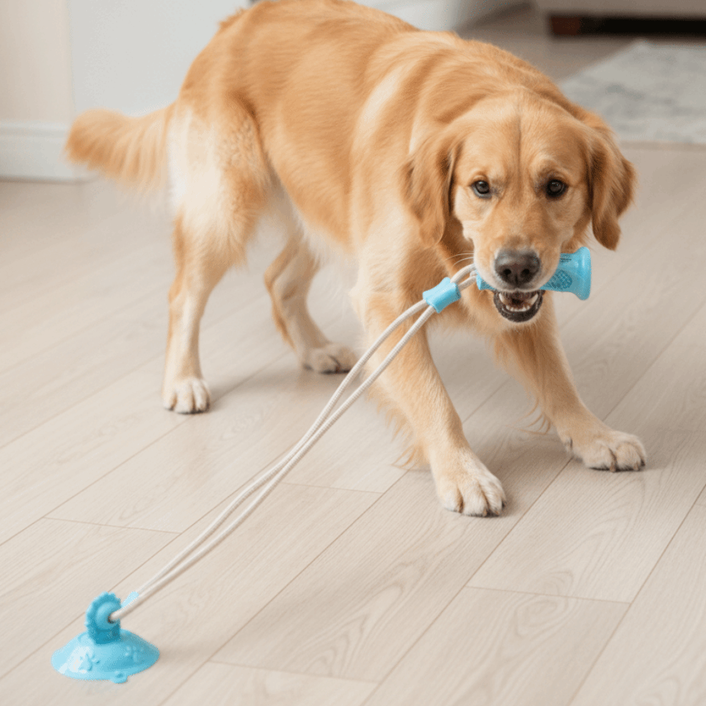 Brinquedo Interativo Durável p - Suction Cup Dog Tug Toy avaliação e preço