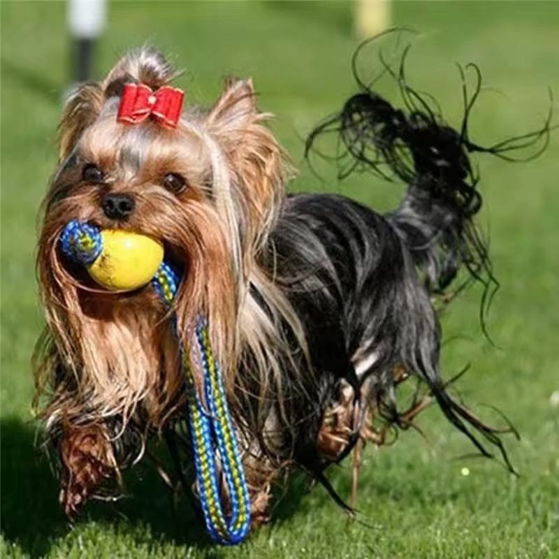 1 unidade Brinquedo de Borrach - Indestructible Dog Chew Toy avaliação e preço