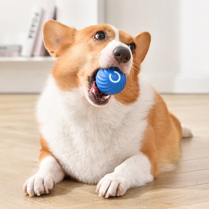 Brinquedos para cães, bola int - Suction Cup Dog Tug Toy avaliação e preço